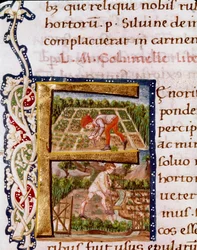 Lettrine F du chapitre sur l