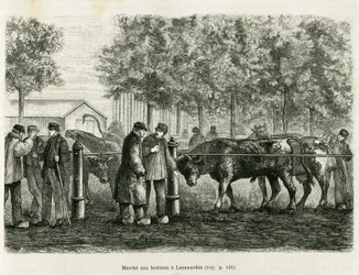 Bétail marchant à Leeuwarden (Pays-Bas). Gravure pour illustrer le récit La Frise, basé sur un article de journal néerlandais, dans Le Tour du monde 1886, dirigé par Édouard Charton (1807-1890), Hachette, Paris.