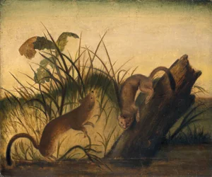 Belette à longue queue, vers 1845