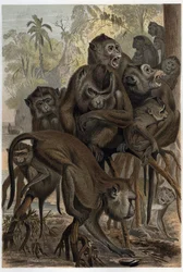 Macaques (Macaca) (Cercopithecinae) - gravure de « La Vie des Animaux » par Alfred Edmund Brehm (1829-1884)