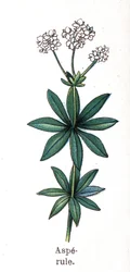 Plantes botaniques médicinales et alimentaires : aspérule. Gravure dans "La médication naturelle" de Friedrich Eduard Bilz (1842-1922)