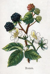 Plantes botaniques médicinales et alimentaires : ronce. Gravure dans "La médication naturelle" de Friedrich Eduard Bilz (1842-1922)