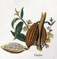 Plantes botaniques médicinales et alimentaires : cacao. Gravure dans "La médication naturelle" de Friedrich Eduard Bilz (1842-1922)