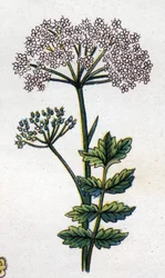 Plantes botaniques médicinales et alimentaires : grande livèche. Gravure dans "La médication naturelle" de Friedrich Eduard Bilz (1842-1922)
