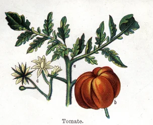 Plantes botaniques médicinales et alimentaires : tomate. Gravure dans "La médication naturelle" de Friedrich Eduard Bilz (1842-1922)