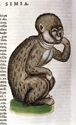 Singe d