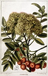Frêne de montagne - planche botanique