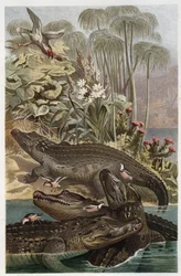 Crocodile du Nil (Crocodylus niloticus) - gravure de « La Vie des Animaux » par Alfred Edmund Brehm (1829-1884)