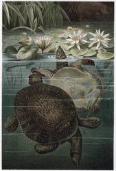 Tortue à carapace molle du Nil - La tortue à carapace molle d