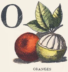 O : oranges
