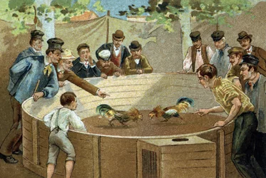 Ancienne coutume célébrée dans la région des Flandres : combat de coqs. Chromolithographie de la fin du XIXe siècle.