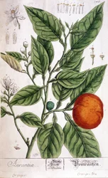 Orange (Aurentia) - Arts Déco