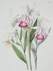 Orchidée : Sobralia liliastrum de "Sertum Orchidaceum"