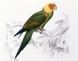 Ornithologie : Perroquet de Caroline (Psittacus carolinensis)