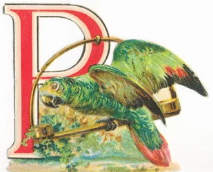 P: perroquet
