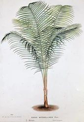 Palmier Cocos Weddelliana (Brésil) - planche botanique