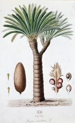 Palmier Cycas Revoluta - Planche botanique