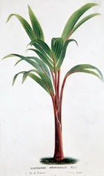 Palmier Hyophorbe Amaricaulis (Maurice) - Planche botanique