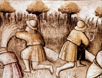Paysans fauchant des blés Miniature du codex 212 (ou codice padovano ou Bible de Padoue) 1390-1400 Rovigo, Accademia dei Concordi