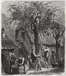 Cueillir des cerises - gravure de 1860