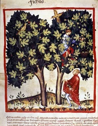 Cueillette des figues. Enluminure du « Tacuinum sanitatis ».