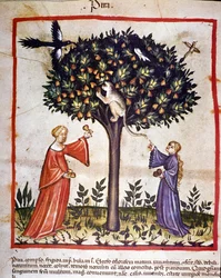 Cueillette des poires. Enluminure du « Tacuinum sanitatis ».