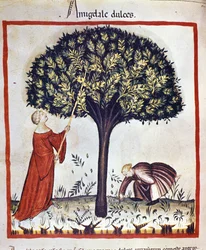 Récolte d