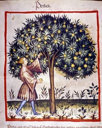 Récolte de la pêche. Enluminure du livre de médecine et de diététique "Tacuinum sanitatis"