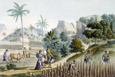 Récolte et plantation de riz sur l