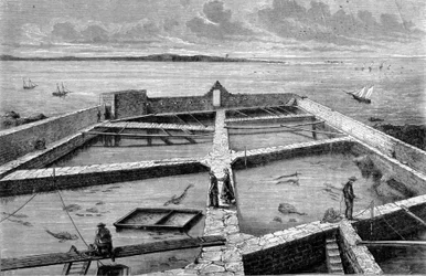 Pisciculture à Concarneau. Gravure de 1860.