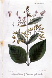 Planche de Quinquina (Cinchona Officinalis)