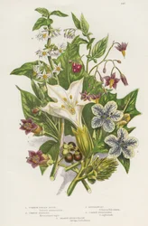 Plantes vénéneuses. Outre la morelle noire ou commune (Solanum nigrum) vénéneuse en haut à gauche, et la morelle douce-amère ou ligneuse (Solanum dulcamara) en haut à droite, il y a la plus dangereuse belladone (Atropa belladonna) en bas à gauche, qui