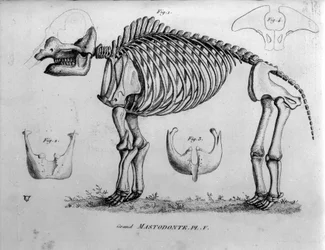 Préhistoire : squelette de mastodonte, mammifères fossiles (Mas gigantium). Planche de paléontologie du 19ème siècle