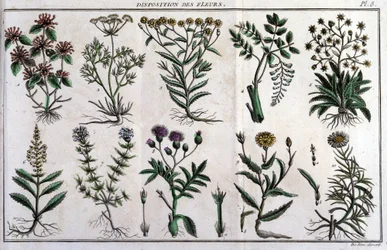 Provisions de fleurs : dans « Flora Françoise, ou brève description de toutes les plantes qui croissent naturellement en France, arrangées selon une nouvelle méthode d