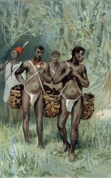 Récolte de caoutchouc au Congo. Chromolithographie de la fin du 19ème siècle