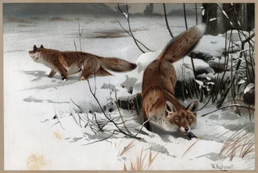 Renard roux - Le renard roux (Vulpes vulpes) - gravure de « La Vie des Animaux » par Alfred Edmund Brehm (1829-1884)