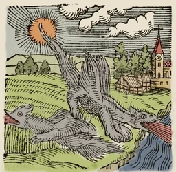 Représentation de basilics en vol brûlant des champs de blé. Gravure de « Prodigiorum ac ostentorum chronicon » par Conrad Lycosthenes. 1557.