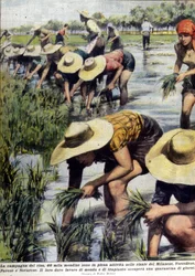 Replantation du riz dans les environs de Milan en 1954.