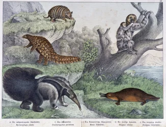 Rongeur: Tatou, paresseux, fourmilier - dans "Histoires naturelles des mammifères", éd. Schreiber