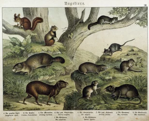 Rongeur: écureuil... - dans "Histoires naturelles des mammifères", éd. Schreiber