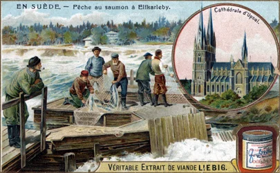 Pêche au saumon à Elfkarleby, Suède. Chromolithographie, image Liebig.