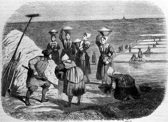 Production de sel : femmes travaillant dans les marais salants. Gravure du XIXe siècle