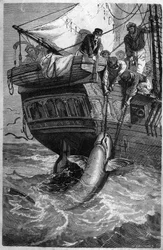 Pêche au requin. Gravure du XIXe siècle. Collection privée.