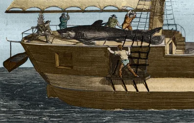 Pêche au requin. Gravure de 1859 dans « Le Musée des Sciences »