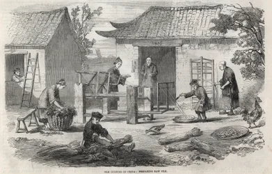 Production de soie en Chine et les différentes étapes de fabrication.