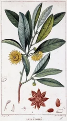 Anis étoilé - planche botanique