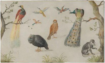 Étude des oiseaux et des singes