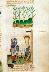 Marchand de canne à sucre et de cône de sucre. Description des plantes médicinales et comment les préparer. Page manuscrite « Traité des herbes » (Tractatus de herbis) de Pedanius Dioscorides (Dioscoride) (40-90 ap. J.-C.) Lat.1152