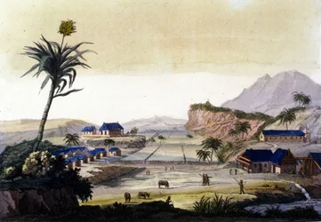 Culture de la canne à sucre en Amérique du Sud