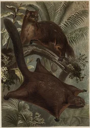 Taguan (écureuil volant) (famille Sciuridae) - gravure de « La Vie des Animaux » par Alfred Edmund Brehm (1829-1884)